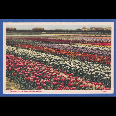 AK Niederlande Blühende Felder mit Tulpen